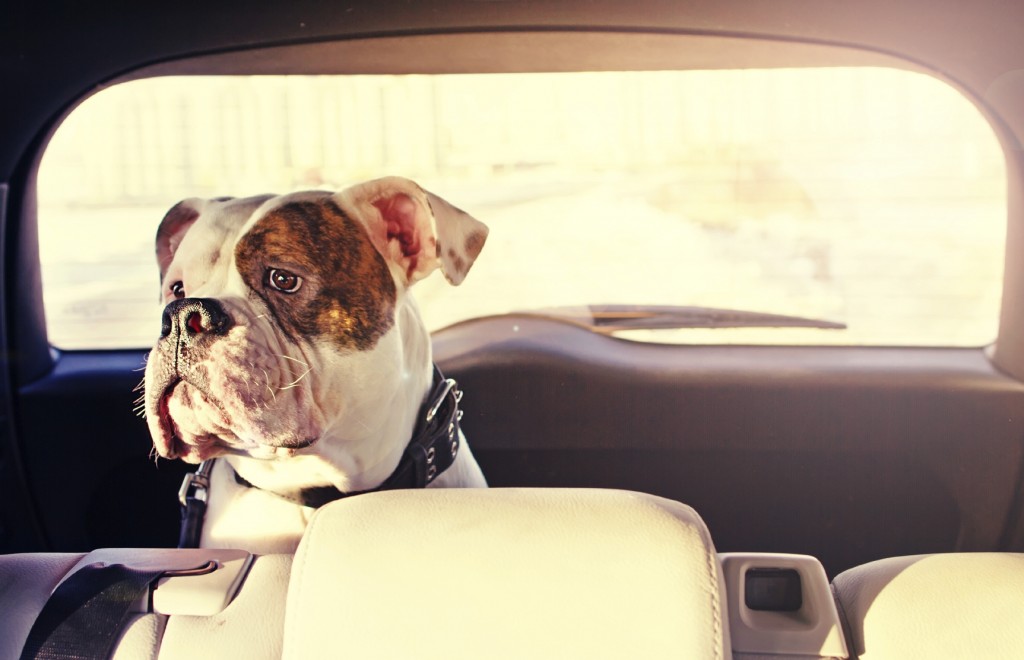 Dog Fearing Driving